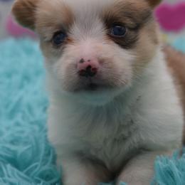 Fay - Red merle and white female American Corgi puppy in Lithia, Florida from Diamondcrest Inc