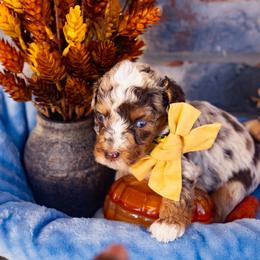 Snickers - Chocolate merle male Bernedoodle puppy in Richmond, Texas from Harper’s Heartbeats