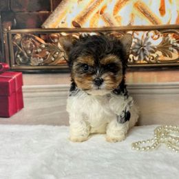 Biewer Terrier and Yorkshire Terrier Puppies from South Georgia Yorkies and Biewers