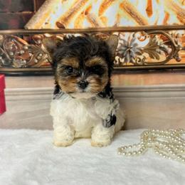 Biewer Terrier and Yorkshire Terrier Puppies from South Georgia Yorkies and Biewers