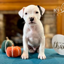 Bellagio - American Staffordshire Terrier puppy in Powhatan, Virginia from Ohana Amstaffs and Aussies