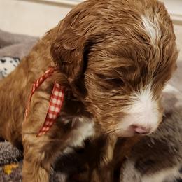 Ruby - Caramel red female Labradoodle puppy in Fostoria, Michigan from North Country Kennel Club