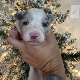 Abu-Full Fluffy - Blue merle and white male American Corgi puppy in Paradise, Texas from Bar S Corgis