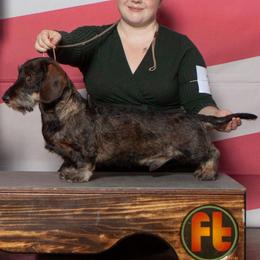 Howie - Dachshund
