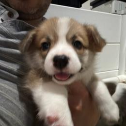 Red Cherry Float (Stone) - Fawn male Pembroke Welsh Corgi puppy in New York, New York from Ad Astra NYC