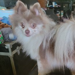 Pomeranians from Doggy Dynasty