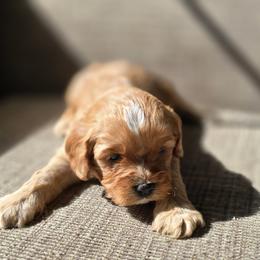 Cavapoo Puppies from Cavapoo Cuddles