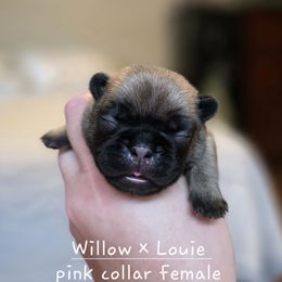 Pink Collar female - Fawn female French Bulldog puppy in Hamler, Ohio from Smith's Small Town Frenchies