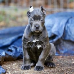 Prima (Teal Collar) - Gray female Cane Corso puppy in Lusby, Maryland from Coastal View Kennels