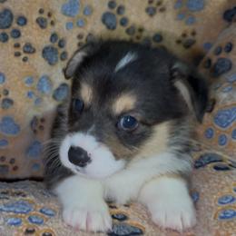 AKC Green Cow - Black and tan male Pembroke Welsh Corgi puppy in Summerfield, Florida from Promise Land Farm