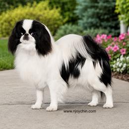 Kouta - Japanese Chin
