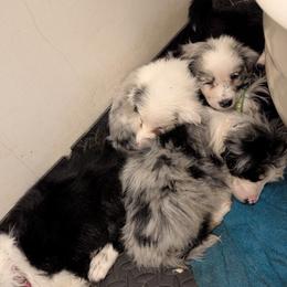 Australian Shepherd and Great Dane Puppies from AEW Farm