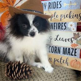 CHASE - Black parti male Pomeranian puppy in Byron, Georgia from Tracys Pom Palace