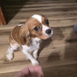Abby - Cavalier King Charles Spaniel