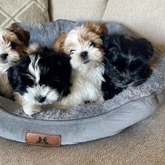 Morkie, Shorkie, and Yorkshire Terrier Puppies from Yorkie and Morkie Boutique