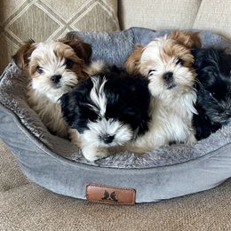 Morkie, Shorkie, and Yorkshire Terrier Puppies from Yorkie and Morkie Boutique
