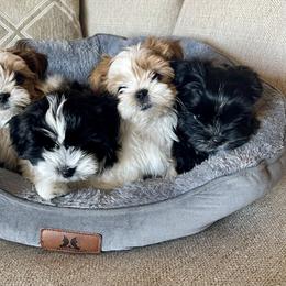 Morkie, Shorkie, and Yorkshire Terrier Puppies from Yorkie and Morkie Boutique