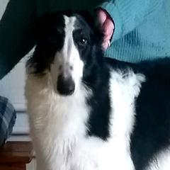 Borzois and German Shepherds from Haney-Ray J's