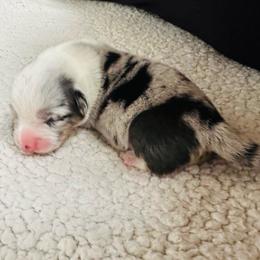 Kit - Blue merle and white female Cardigan Welsh Corgi puppy in Kerens, West Virginia from Leather & Lace