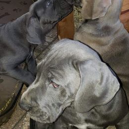 Great Dane Puppies from Timeless Danes