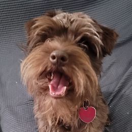 Moose - Miniature Schnauzer