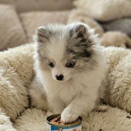 Charlotte - Blue merle female Pomeranian puppy in Los Angeles, California from Pommies of LA