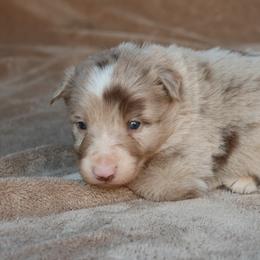 Riggs - Grey Collar - Red merle male Border Collie puppy in Courtland, Alabama from C Bar C Ranch Border Collies