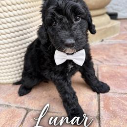 Lunar - Black male Goldendoodle puppy in Orangevale, California from Ugly Dad Doodles