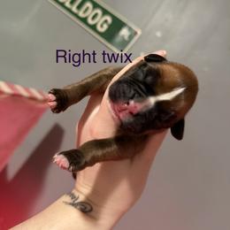Purple - Fawn female Boxer puppy in Louisville, Kentucky from Nelson’s Fancy Frenchies and Bulldogs