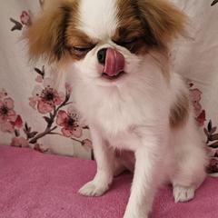 Japanese Chin Puppies from Windhaven Japanese Chin