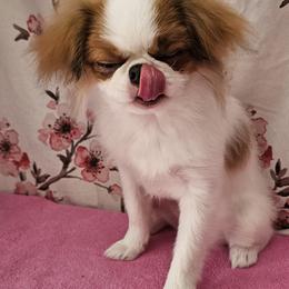 Japanese Chin Puppies from Windhaven Japanese Chin