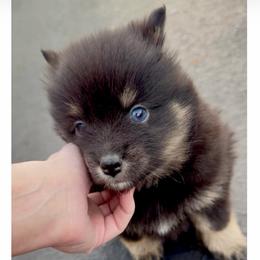 Kia - Black female Pomsky puppy in Long Grove, Illinois from Windy City Pomsky