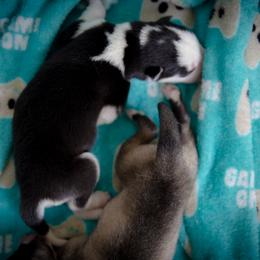 Siberian Husky Puppies from Ivie Huskies