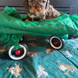 Percy - Sable male Cockapoo puppy in Holton, Indiana from MoonShine Babies / OZ