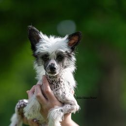 Chinese Crested Puppies from Qilin Chinese Crested