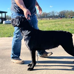 Ruby - Cane Corso