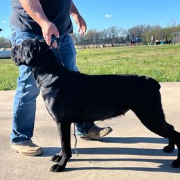 Ruby - Cane Corso