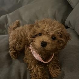 Maltipoo All Grown Up from Minipaws kennel