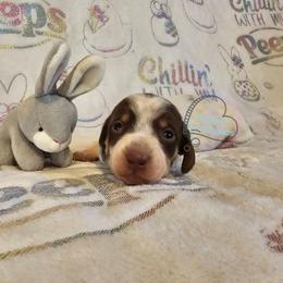 Chocolate pie girl 1 - Chocolate and tan female Dachshund puppy in Herald, California from Bluegum Dachshunds