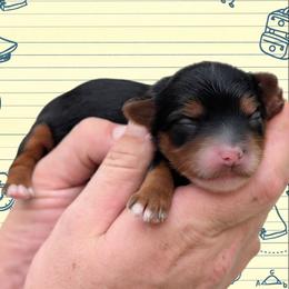 Thursday - Black and tan female Yorkipoo puppy in Coshocton, Ohio from Forever Family Puppies