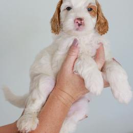 Goldendoodle Puppies from K Farm Doodles