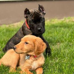 Cane Corso Puppies from Venom Cane Corsos