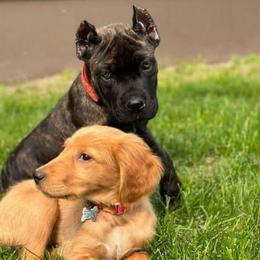 Cane Corso Puppies from Venom Cane Corsos