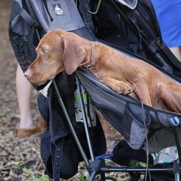 Vizslas from Alaea Farm & Kennel