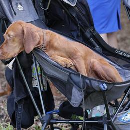 Vizslas from Alaea Farm & Kennel