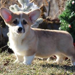 Yuri - Red male Pembroke Welsh Corgi puppy in Pollock, Missouri from Northstar