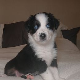 Sabrina - Black tri-color female Australian Shepherd puppy in Charlotte, North Carolina from Good Karma Aussies