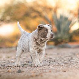 (DEAF) Vermithor - Red mottled male Australian Cattle Dog puppy in Marana, Arizona from Impact 3rd Australian Cattle Dogs