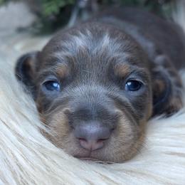 Violetta - Gray (blue) and cream female Dachshund puppy in Washburn, Tennessee from Clinch Mountain Dachshunds