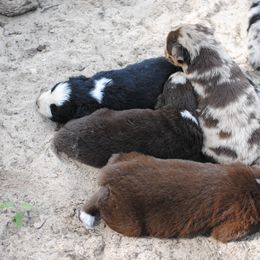 Australian Shepherd Puppies from Stephanie Young's Australian Shepherds